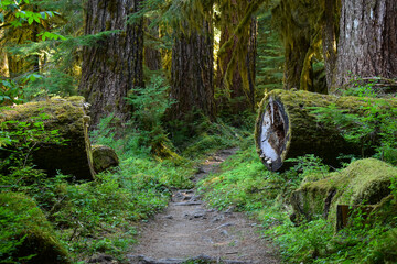 footpath in the forest