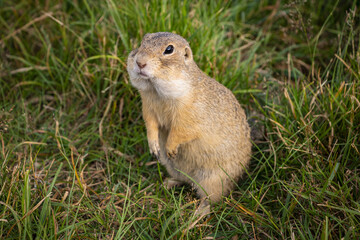 Naklejka na ściany i meble cute ground squirrel looking for food in the field