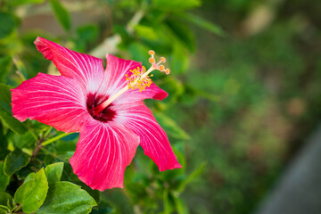 沖縄に咲く赤いハイビスカスの花