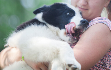 Black and white Yakutian Laika puppy in the park