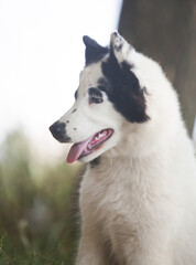 Black and white Yakutian Laika puppy in the park