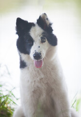 Black and white Yakutian Laika puppy in the park