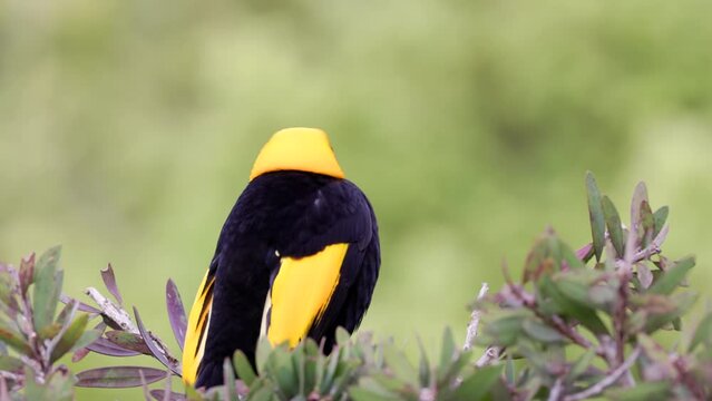 a rear view of a male regent bowerbird perching on a bush at o'reillys rainforest retreat in lamington national park of sth qld, australia
