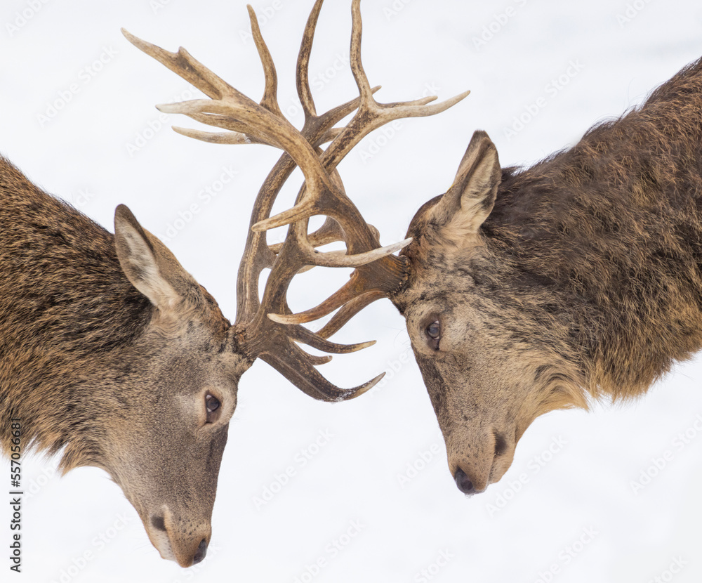 Sticker two males red deer fighting in winter