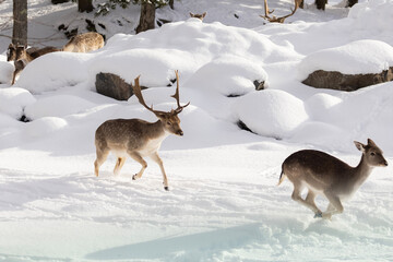  European fallow deer (Dama dama) in winter