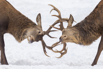 two males red deer fighting in winter