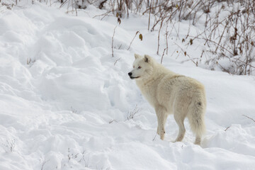 Arctic wolf (Canis lupus arctos) in winter 