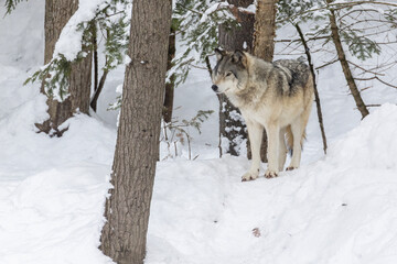 northwestern wolf (Canis lupus occidentalis) in winter