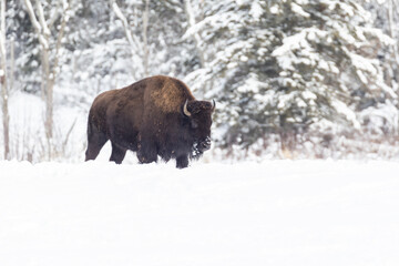  American bison (Bison bison) in harsh winter