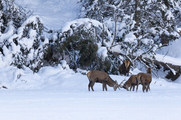 red deer (Cervus elaphus) in winter