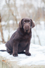 Labrador retriever puppies in the park