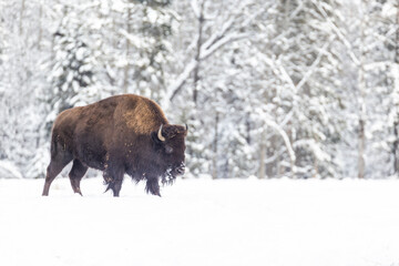  American bison (Bison bison) in harsh winter