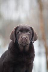 Labrador retriever puppies in the park