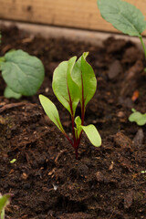 beet seedlings, gardening season, vegetable garden in the city