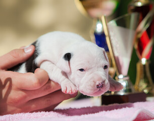 Newborn American Staffordshire Pit Bull Terrier puppies