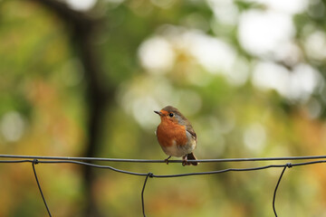 鉄線の上のヨーロッパコマドリ