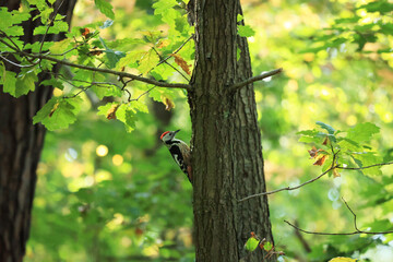 森のヒメアカゲラ