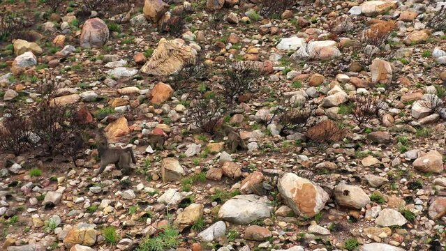 Watch as a group of Chacma baboons navigates the steep slopes of a mountain in South Africa from above
