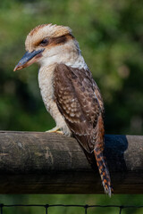 kookaburra 