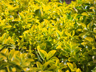 Close-up of Japanese Spindletree with its rich yellow in the leaves