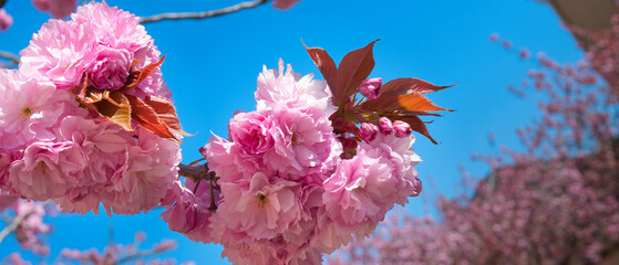 Clusters of flowers on a branch of the Prunus plant with a blue sky