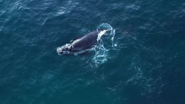 See a humpback whale breach the water and splash back down in an aerial shot off the coast of South Africa