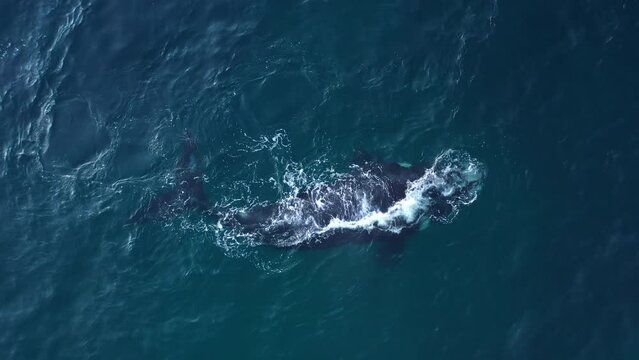 Graceful and powerful, a humpback whale swims through South Africa's waters in an aerial shot