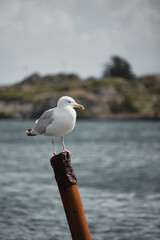 Seagull seating on a pole in front of a fjord.