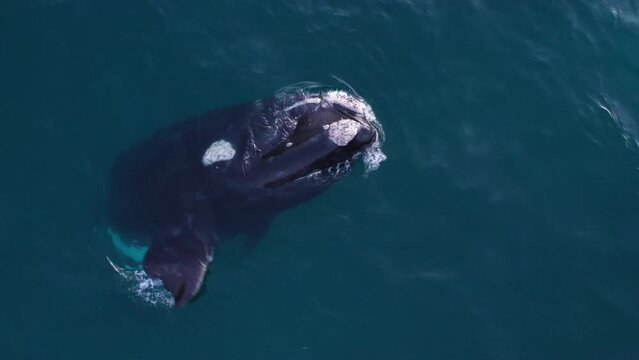 Get an up-close view of a humpback whale's graceful movements and beautiful skin patterns in an aerial shot in South Africa