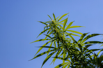 Selective focus young trees of Marijuana and green leaves with blue sky, Cannabis is a psychoactive drug from the Cannabis plant used primarily for medical or recreational purposes, Nature background.