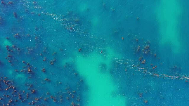 Big wild sea lion swimming in the ocean South African shore aerial top shot 
