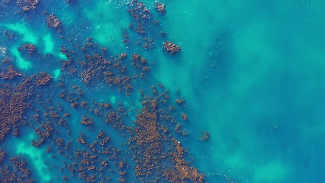 Kelp algae forest in South Africa natural habitat for seals aerial drone shot