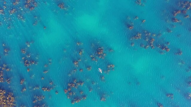 Top aerial shot over wild seals swimming in a kelp algae forest South Africa
