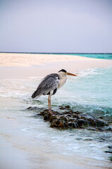 Grey heron lurking on tropical stand of Maldives island for fish in rough sea