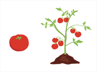 Growth stages of tomato plant. Tomato growing stages vector illustration