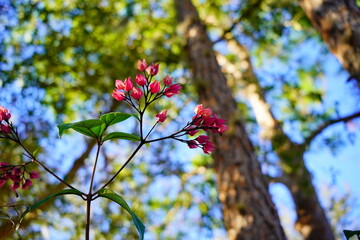 Clerodendrum thomsoniae flower in garden	
