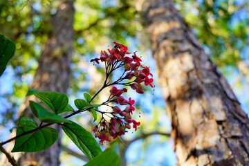 Clerodendrum thomsoniae flower in garden	
