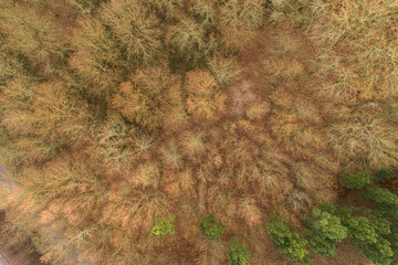 aerial view of an oak forest in winter at sundown