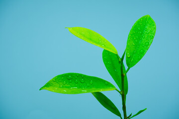 atmosphere after rain water droplets on the leaves on a white background