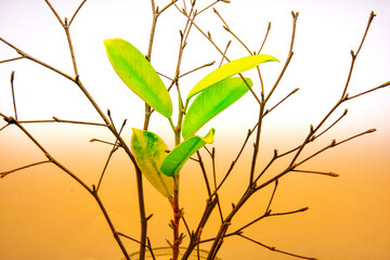 Still life among dry branches  survival effort
