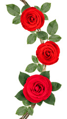 Fototapeta premium Bunch of Red Rose vine with leaf isolated on white background, Rose vine isolated on white With work path.
