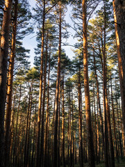 pine forest in the evening