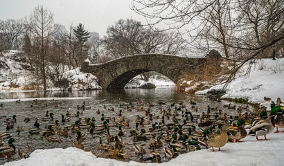 Photo sur Plexiglas Pont de Gapstow Gapstow Bridge in Central Park