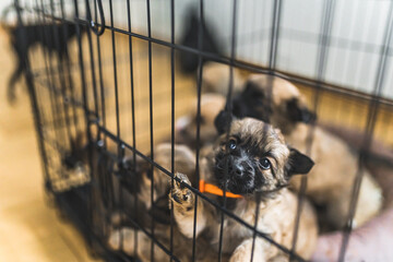 Rescued little puppies in a foster home of a volunteer. High quality photo