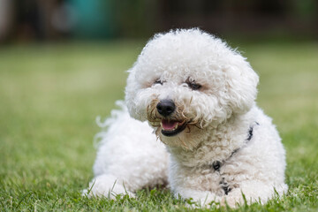 The cute white curly Bison dog on the walk. French bison sitting on the grass and makes perfect pose for photo shooting.