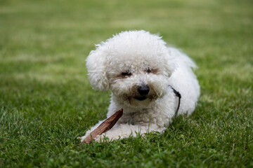 The cute white curly Bison dog on the walk. French bison sitting on the grass and makes perfect pose for photo shooting.