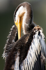 Australasian Darter preening