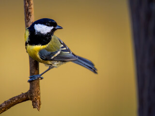 Kohlmeise am Ast