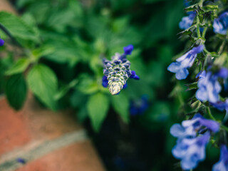 Flowers in the garden
