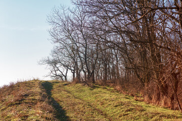 Obraz premium Edge of the forest in the springtime 